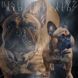Emmy - French Bulldog