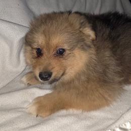 Sable - Chocolate sable male Pomeranian puppy in Hazleton, Indiana from Hyneman's Haven Poms
