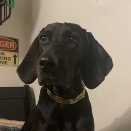 American English Coonhounds and Plotts from Hunter Booth