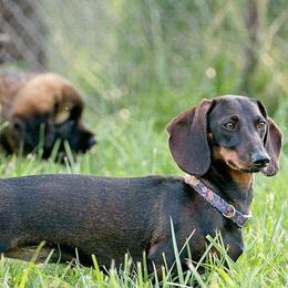 Dachshunds and Leonbergers from Smokey Mountain Leos/Black Forest WHD