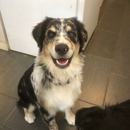 Australian Shepherd All Grown Up from K & R Australian Shepherds