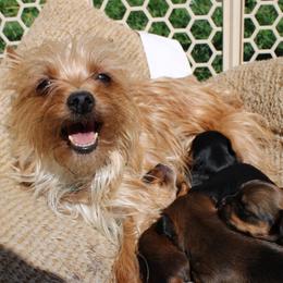 Honey - Yorkshire Terrier