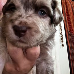 Girl 4 - Red merle Aussiedoodle puppy in Lane County, Oregon from Aussiedoodles of Oregon
