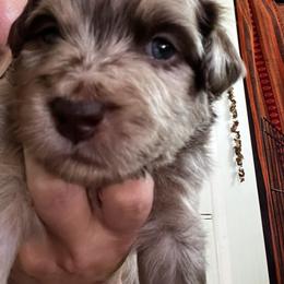 Girl 4 - Red merle Aussiedoodle puppy in Lane County, Oregon from Aussiedoodles of Oregon