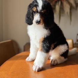Tux - Phantom male Poodle puppy in Ocala, Florida from Bernedoodles of Florida