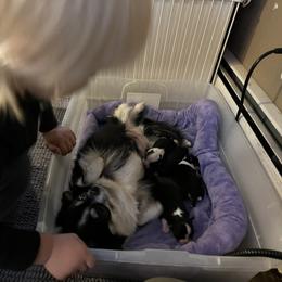 Chihuahua Puppies from Rossmoyne Chihuahuas