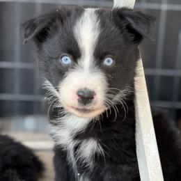 Yellow - Black & white female Miniature Australian Shepherd puppy in Arizona from Country Charm Mini Aussies