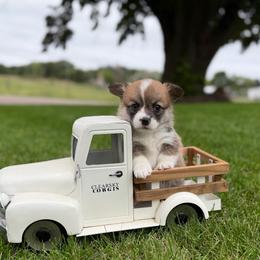 Latte - Red female Pembroke Welsh Corgi puppy in Rose, Nebraska from Clearsky Corgis