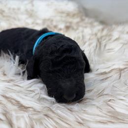 Truffle - Black male Poodle puppy in Otto, North Carolina from Wild Suns Farm