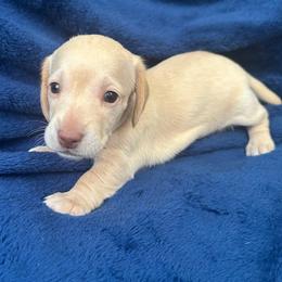 AKC Tadhg (Tyg) - Cream female Dachshund puppy in Memphis, Tennessee from River City Doxies
