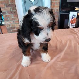Jimmy B - Tri-color Bernedoodle puppy in Laguna Hills, California from Bernedoodles By Faith