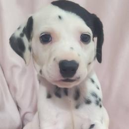 Ditto (Purple collar) - White and black female Dalmatian puppy in Raymondville, Missouri from Wagner's Dalmatian's