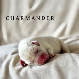 Charmander - Yellow male Dilute Retriever puppy in Susanville, California from Bitterbrush Farm & Apiary