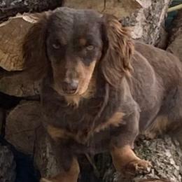 Brownie - Dachshund