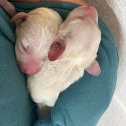 Dachshund Puppies from Hidden Oaks Dachshunds