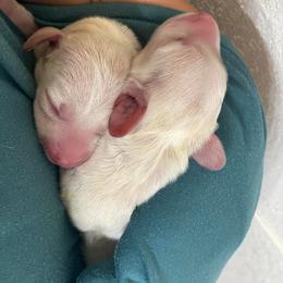 Dachshund Puppies from Hidden Oaks Dachshunds