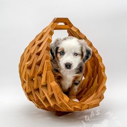 JuneBug - Blue merle Miniature Australian Shepherd puppy in Covington, Pennsylvania from Rigas Mini Aussies LLC
