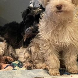 Toby - Miniature Schnauzer