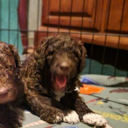 Poodle Puppies from Sue's Poodles and Doodles