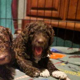 Poodle Puppies from Sue's Poodles and Doodles