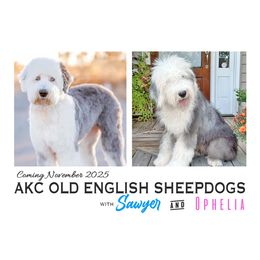Old English Sheepdog puppies from Narrow Path Old English & Sheepadoodles