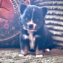 Hennessy - Tri-color female Pomsky puppy in Greenville, South Carolina from Thicketty Mountain Pomskies