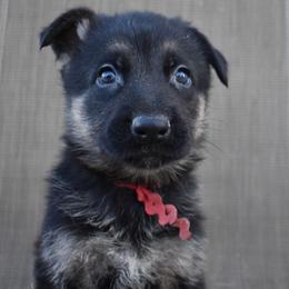 Red Boy - Black and tan male German Shepherd puppy in Grants Pass, Oregon from Granville German Shepherds