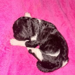 Athena - Parti female Poodle puppy in Meadowbrook, California from Standard Poodle Pups