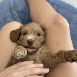Australian Labradoodle Puppies from Chickadee Labradoodles