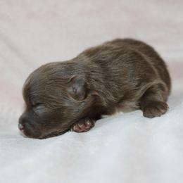 Cinder - Chocolate and tan female Pomeranian puppy in San Marcos, Texas from Hill Country Poms