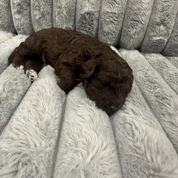 Mickey - Brown male Poodle puppy in Matteson, Illinois from Chitownpupz