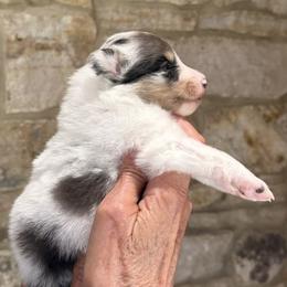 Shetland Sheepdog Puppies from Somerlake Shetland Sheepdogs