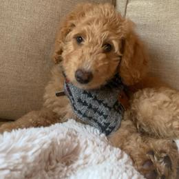 Goldendoodle Puppies from Lundee Doodles
