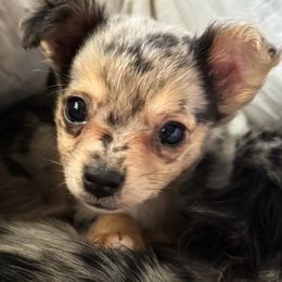 Chihuahua puppies from Western Kentucky Chihuahua’s and Chinese Crested’s