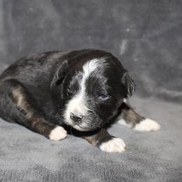 Van - Black tri-color male Aussiedoodle puppy in Loretto, Tennessee from K Kountry Farm