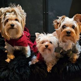 Yorkshire Terrier All Grown Up from Amy Timpe