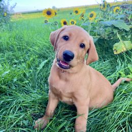 Red collar male - Yellow male Labrador Retriever puppy in South Dakota from S&S Kennels LLC