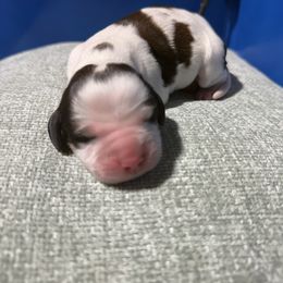 Aura - Red and white female English Springer Spaniel puppy in Eastman, Georgia from Mossy Creek Springers