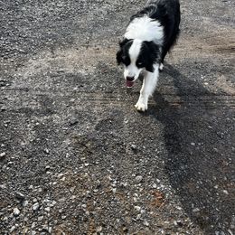 Duke - Miniature Australian Shepherd