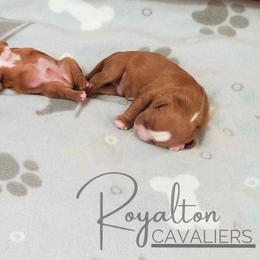 Cavalier King Charles Spaniel Puppies from Royalton Cavaliers