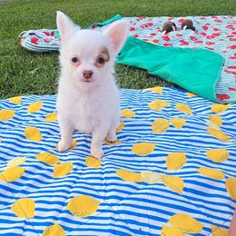 Skittles - Chocolate and white female Chihuahua puppy in Amity, Pennsylvania from Baxters Chihuahuas
