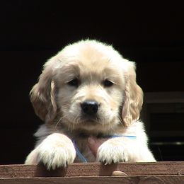 Golden Retriever Puppies from Gower Goldens