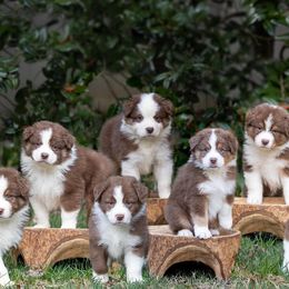 Australian Shepherd Puppies from Mercury Australian Shepherds