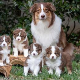 Australian Shepherd Puppies from Mercury Australian Shepherds
