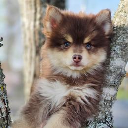 Porthos SALE 2700 - Chocolate male Pomsky puppy in Christiana, Tennessee from Smoky Mountain Pomskies