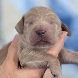 Oak - Apricot male Goldendoodle puppy in Kansas City, Missouri from Beary GoldenDoodles
