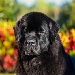 Soleil - Newfoundland
