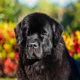 Soleil - Newfoundland