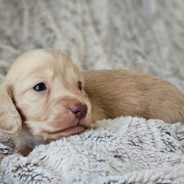 Boy 3 - Cream male Dachshund puppy in Pasco, Washington from Loyal Lil Dachshunds