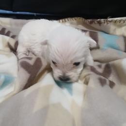 Boy 1 - White male West Highland White Terrier puppy in Morrison, Tennessee from Westies of Morrison